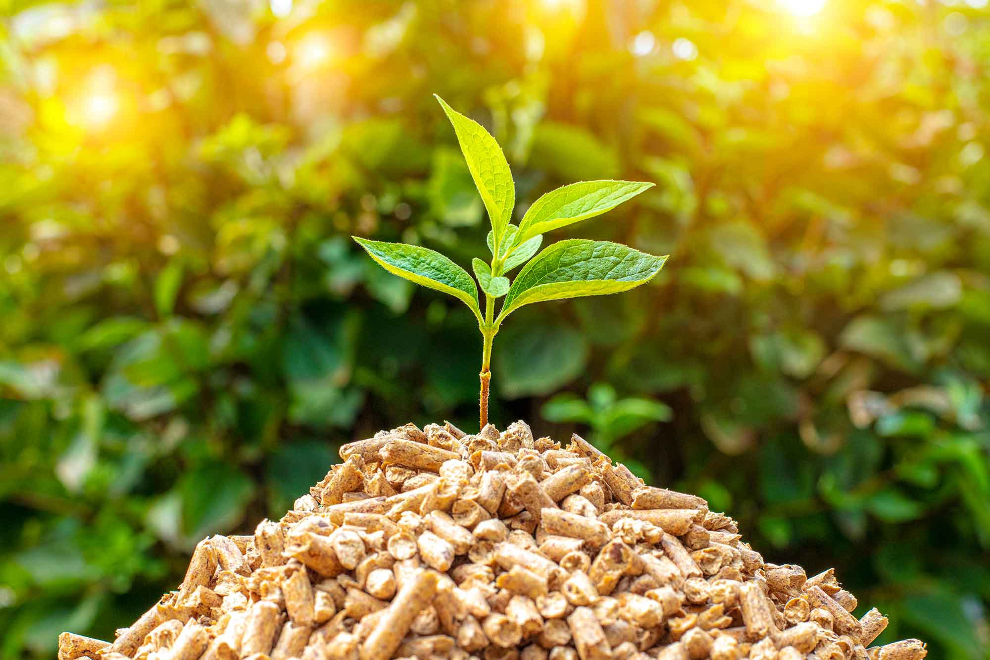 Pellet Türkiye Bio Energy