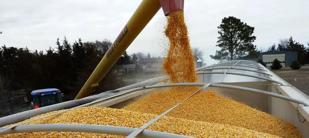 Corn Export and Sell