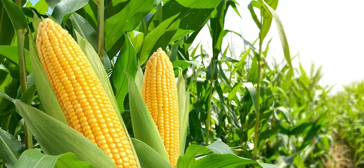 Corn Export and Sell